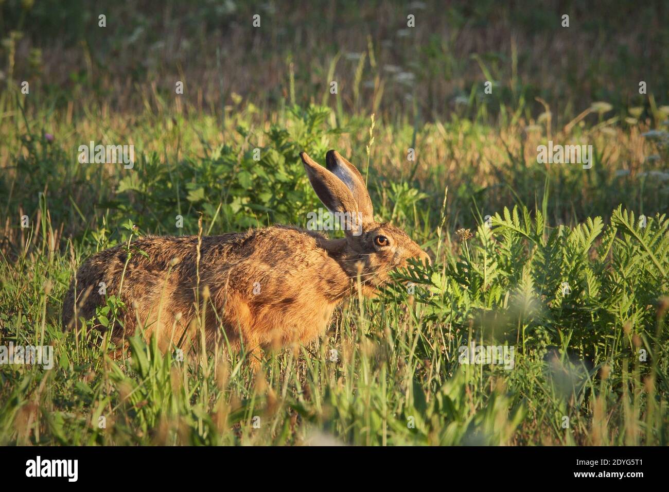 Lièvre essayant de se cacher dans l'herbe (Lepus europaeus) Banque D'Images