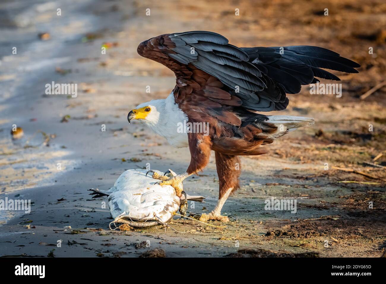 Aigle à poissons qui attrape un poisson-chat en Namibie Banque D'Images