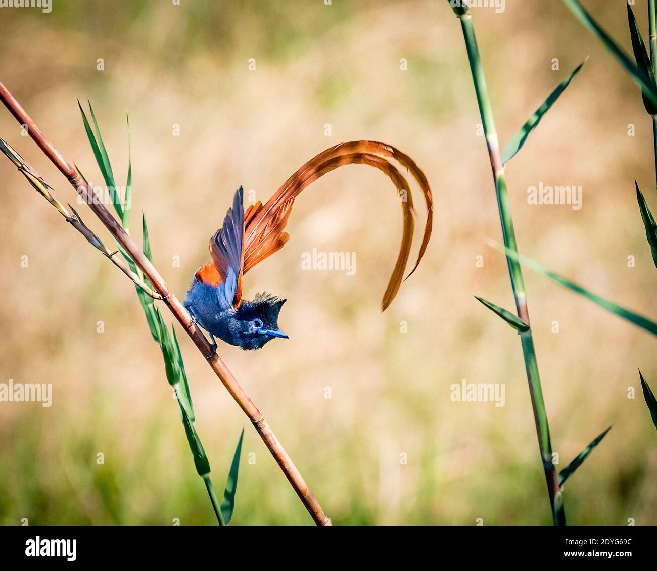 Paradis flycatcher avec affichage de plumes de queue Banque D'Images