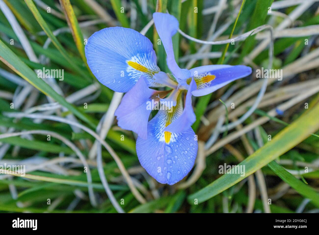 iris unguicularis
