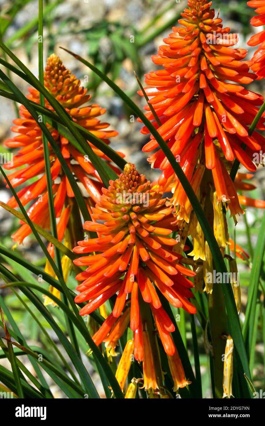 Torche naine Lily Kniphofia Poco Banque D'Images