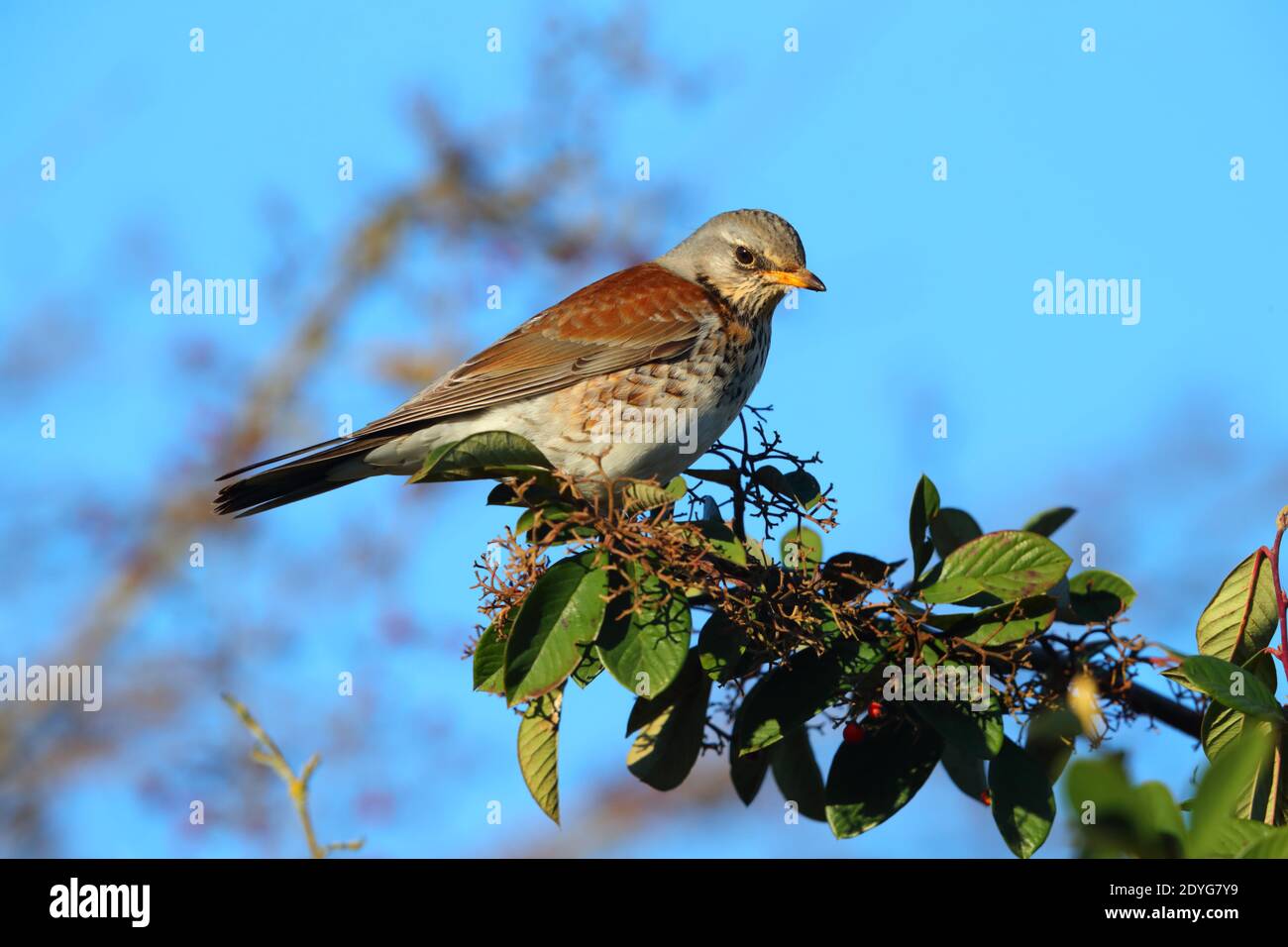 Un tarif adulte (Turdus pilaris) Alimentation des baies en hiver au Royaume-Uni Banque D'Images