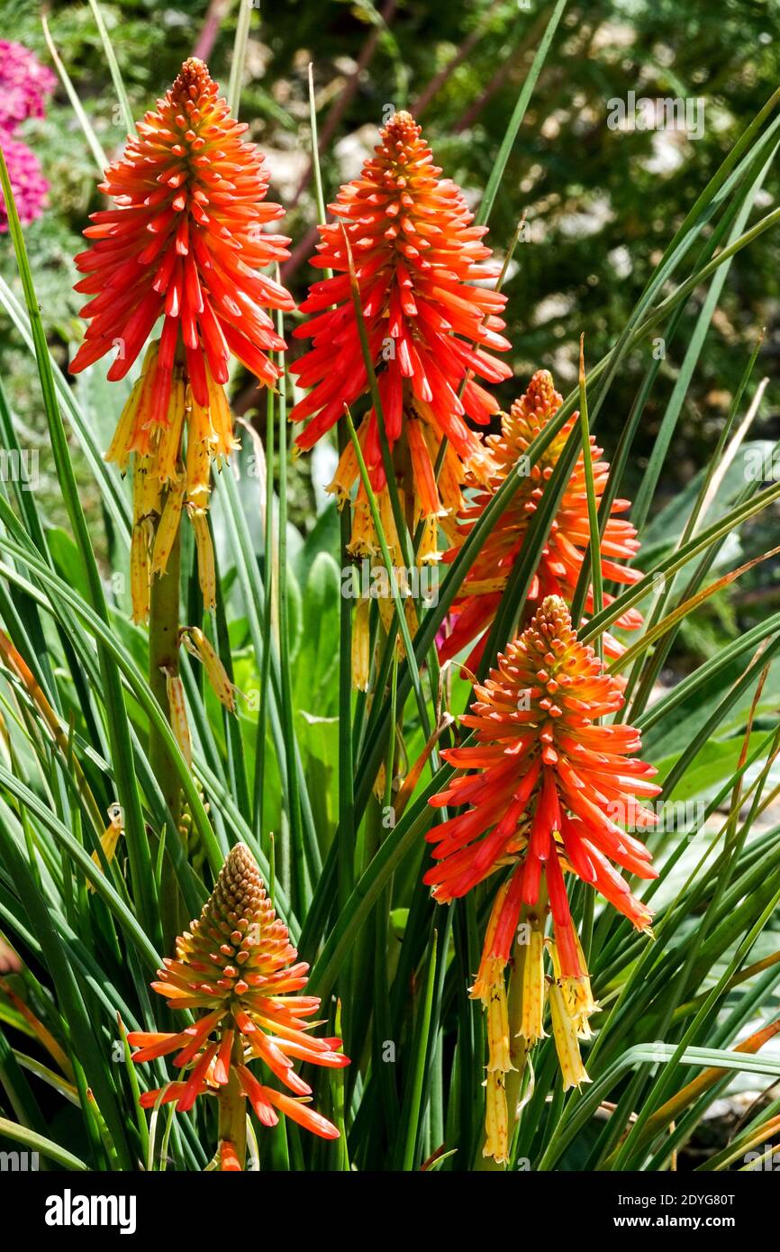 Kniphofia Poco Dwarf Torch Lily, Kniphofia Red Hot poker Banque D'Images