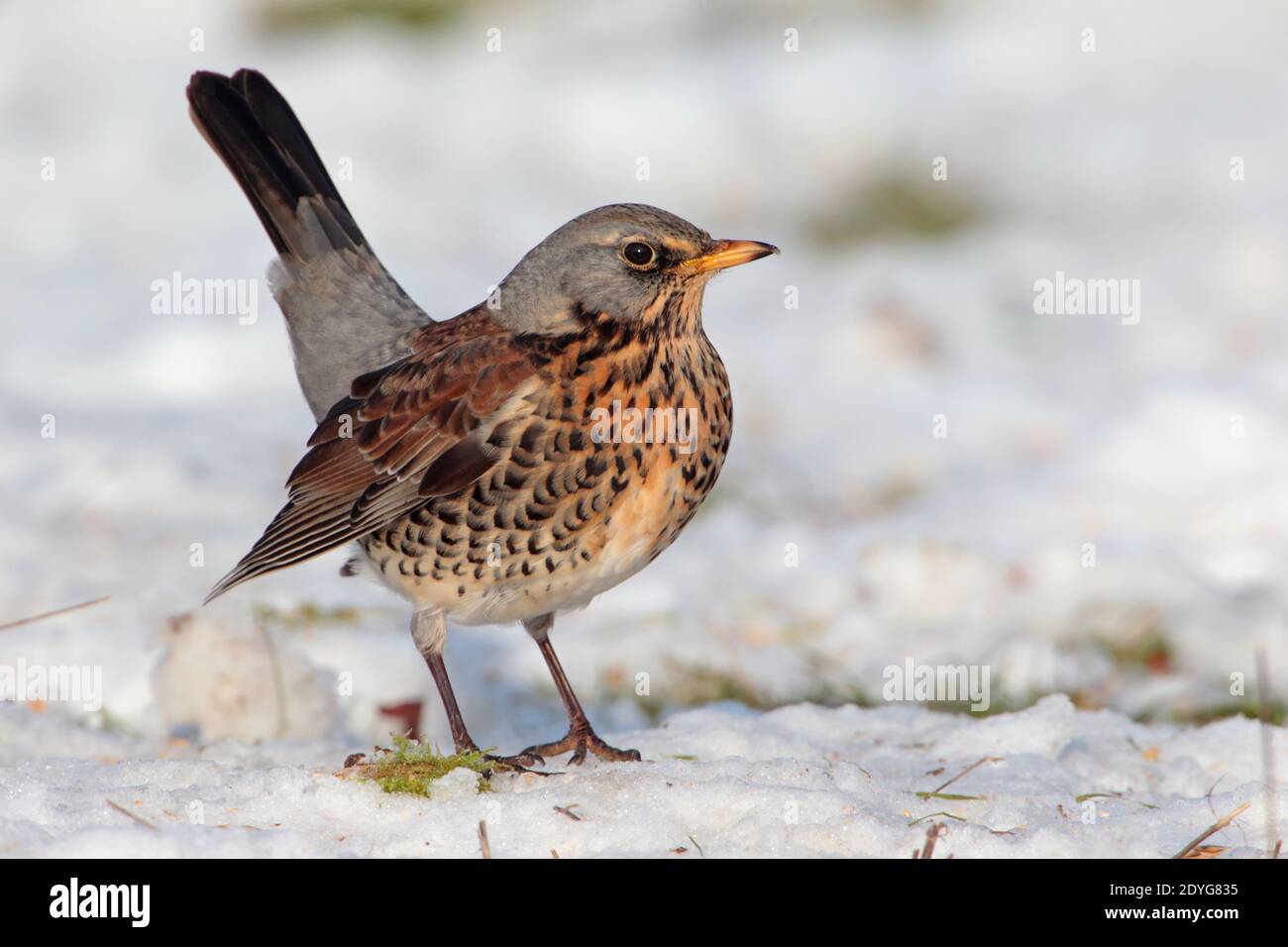 Un tarif adulte (Turdus pilaris) alimentation des pommes tombées avec de la neige sur le sol dans Hiver au Royaume-Uni Banque D'Images