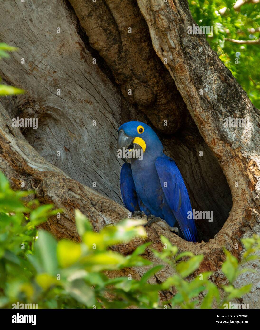 Jacinthe Macaw (Anodorhynchus hyacinthinus) dans un nid d'arbre creux Banque D'Images