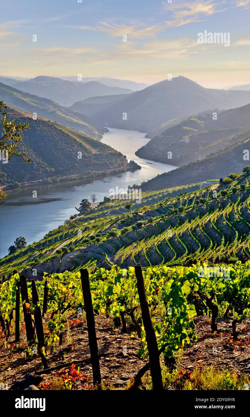 Un vignoble dans la Vale do Douro, au nord du Portugal Banque D'Images