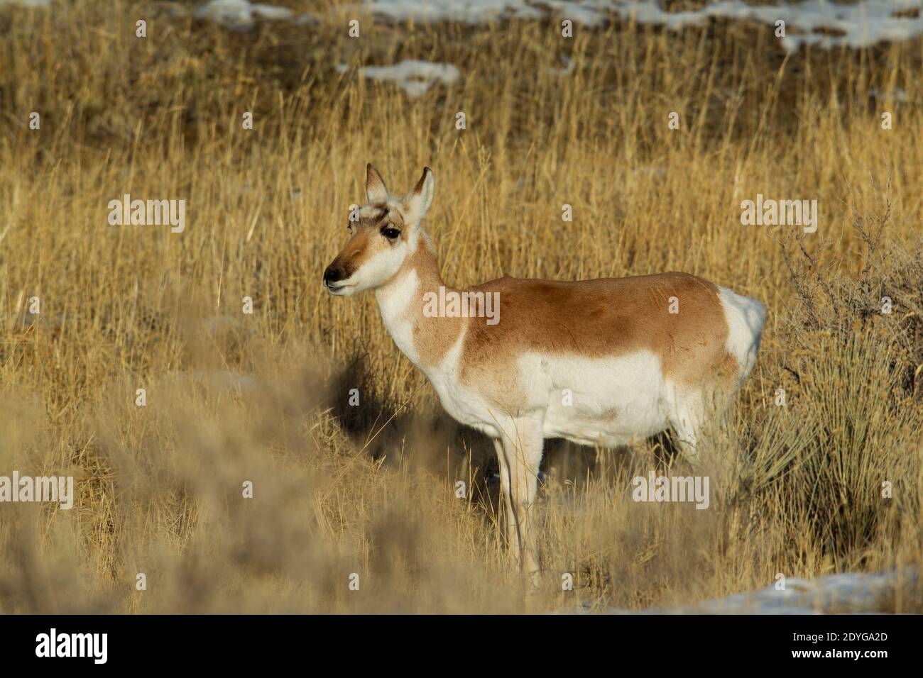 L'Antilope d'Amérique (Antilocapra americana) Banque D'Images