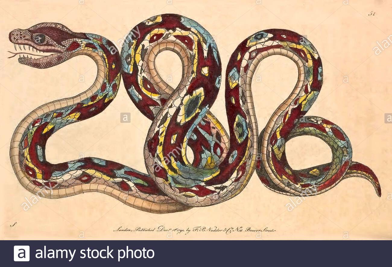 Boa constrictor, illustration ancienne publiée dans la Miscellany du naturaliste de 1789 Banque D'Images