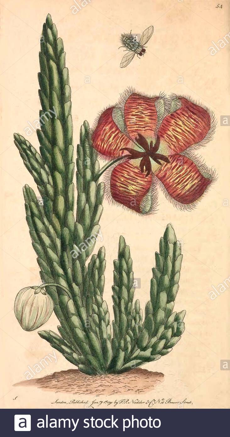 Fetid Stapelia ou Carrion Flower (Stapelia hirsuta), illustration vintage publiée dans la Miscellany du naturaliste de 1789 Banque D'Images