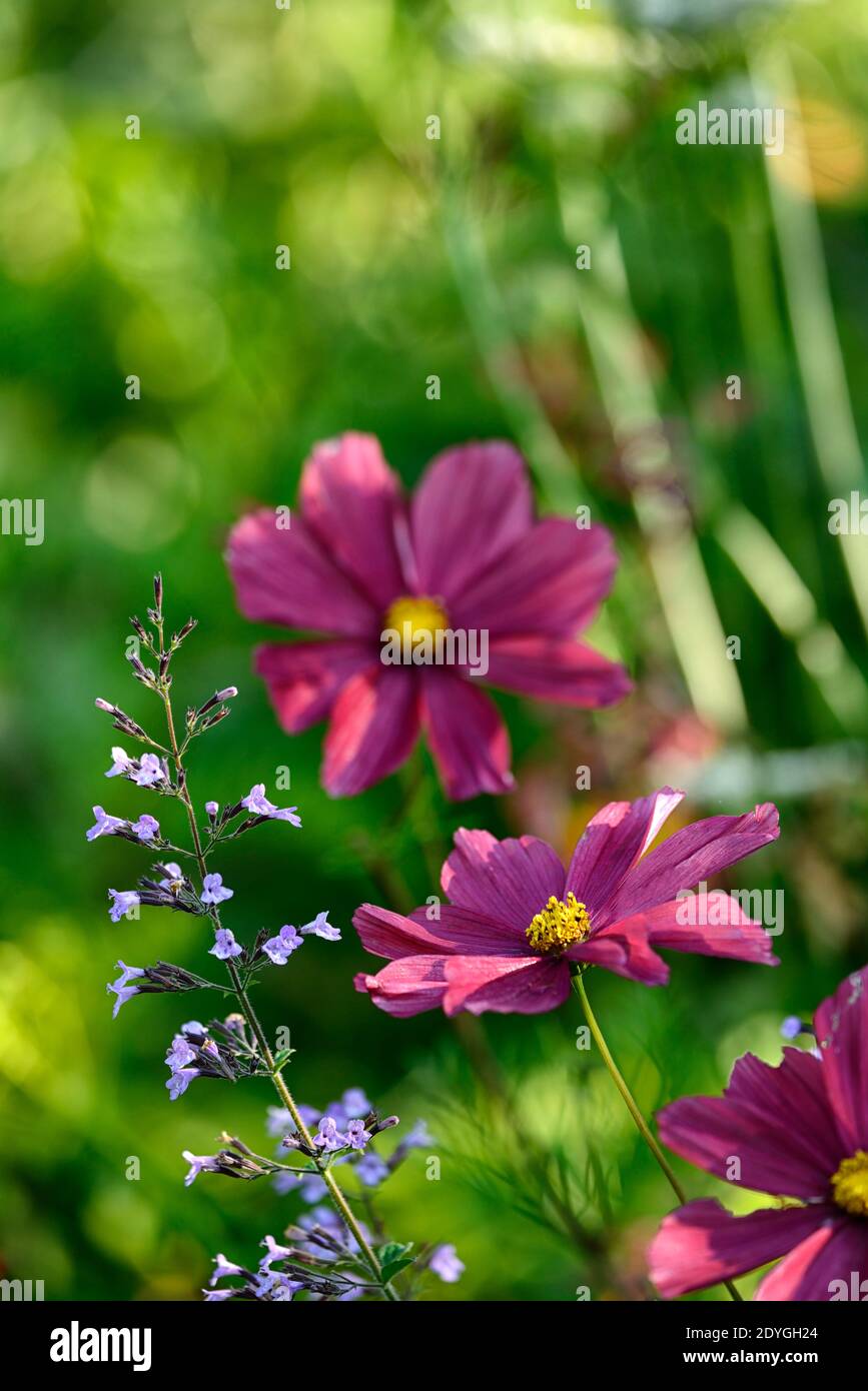 Cosmos bipinnatus Dazzler,cosmos,cosmétiques Dazzler,annuel semi-robuste,fleurs roses carmin,cosmos roses carmin,fleurs,annuals fleuris,RM Floral Banque D'Images