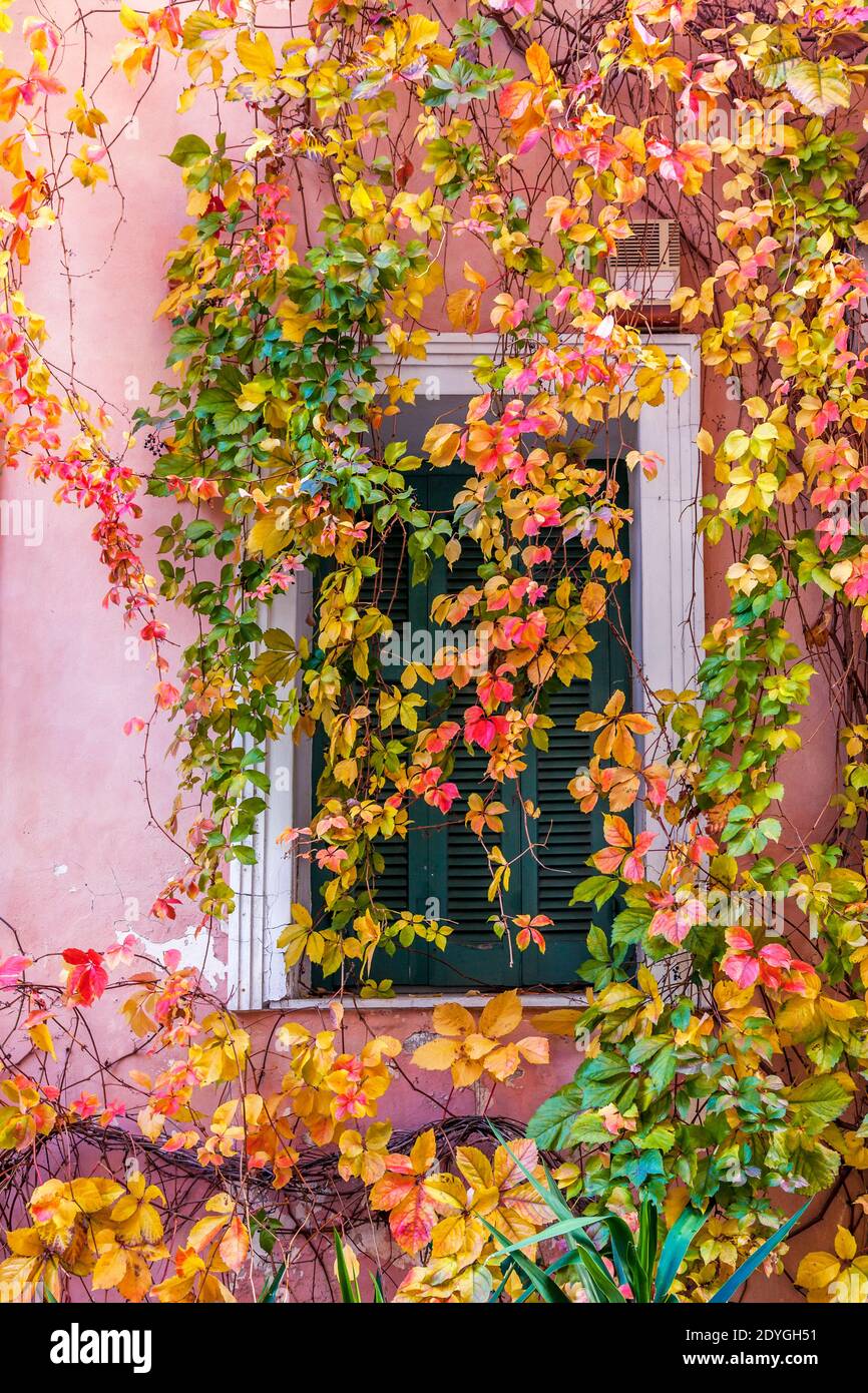 Fenêtre colorée décorée avec des feuilles de couleurs automnales vives, dans le centre d'Athènes, Grèce, Europe Banque D'Images