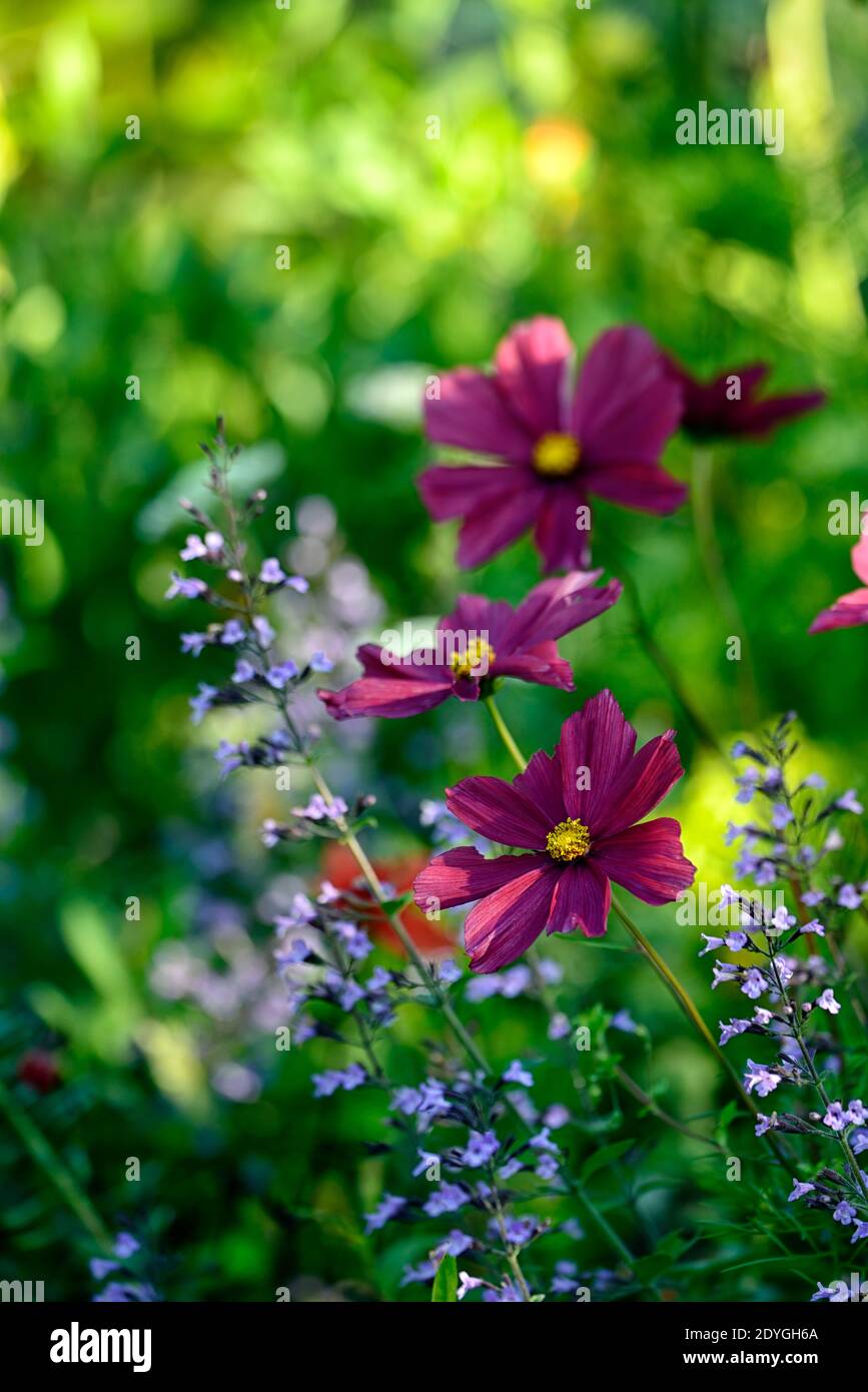 Cosmos bipinnatus Dazzler,cosmos,cosmétiques Dazzler,annuel semi-robuste,fleurs roses carmin,cosmos roses carmin,fleurs,annuals fleuris,RM Floral Banque D'Images