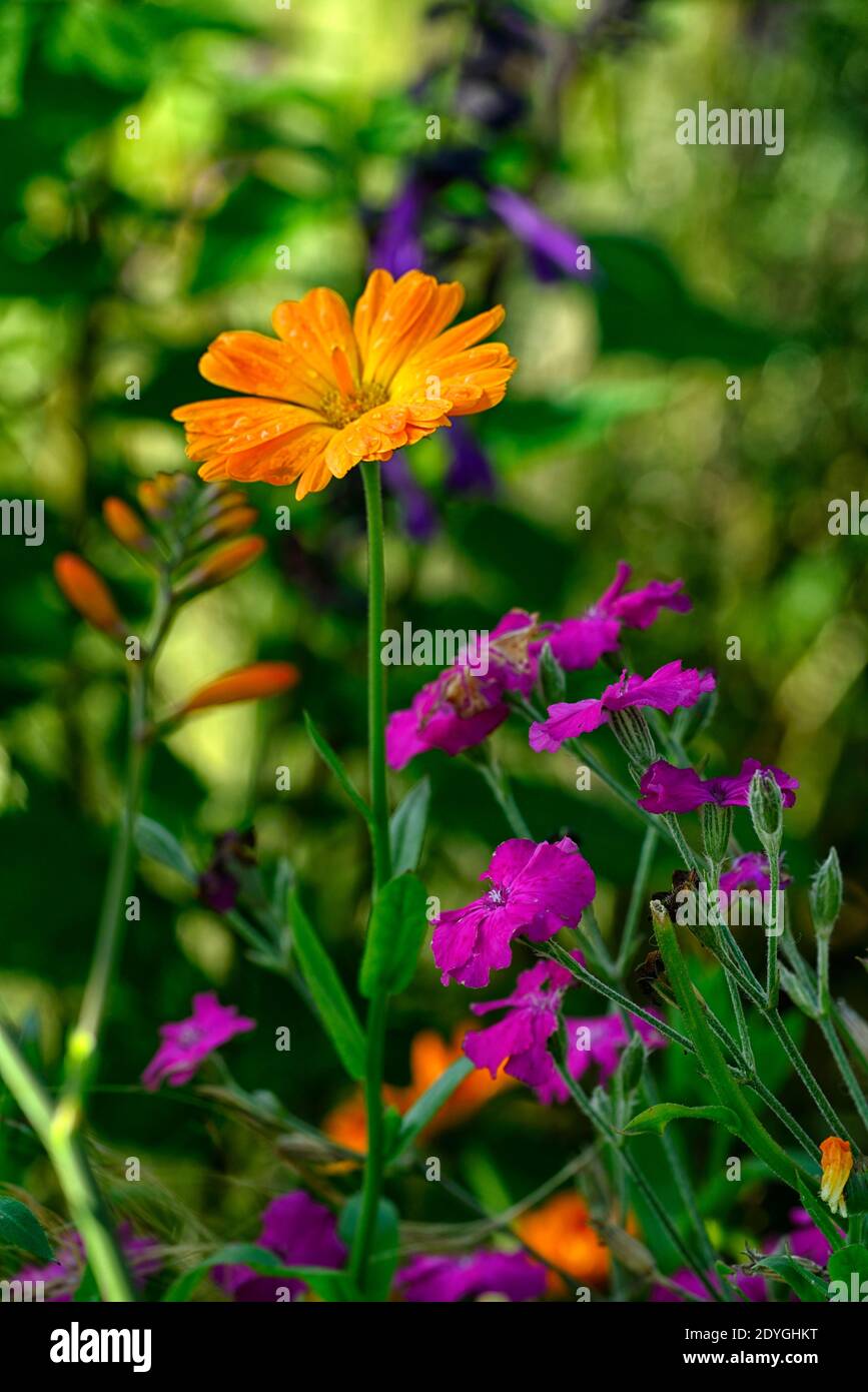 Lychnis Hill Grounds,Rose campion Hill Grounds,magenta rose fleurs,magenta rose fleur,orange Calendula, prince indien Calendula, fleurs orange et rose Banque D'Images
