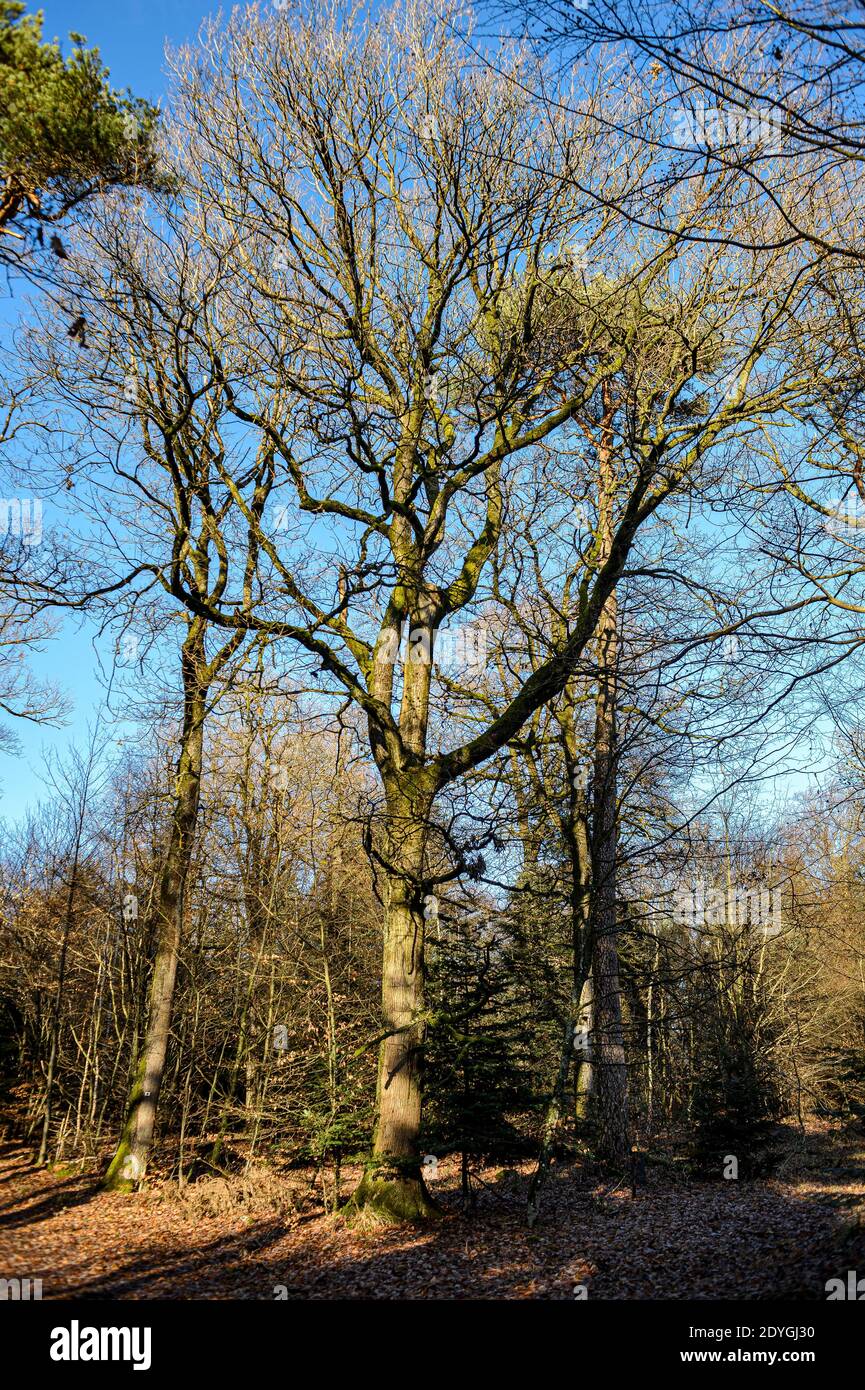 Forêt d'hiver dans les Vosges, France - les grands sangsues de la forêt de montagne ont perdu leur feuillage. Les branches nues s'élèvent dans le ciel bleu d'hiver. Banque D'Images