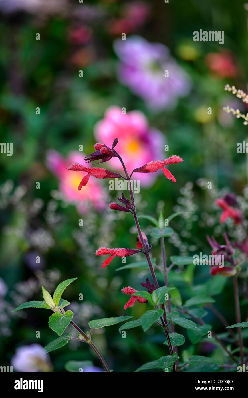 Sauge cardinale Banque de photographies et d'images à haute résolution -  Alamy