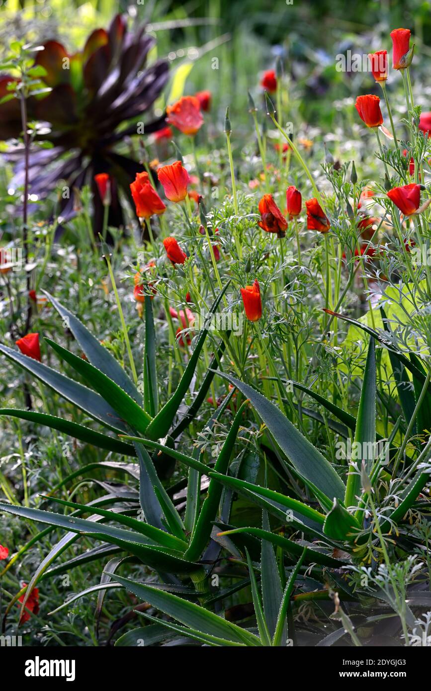 Aloès,aeonium,Eschscholzia californica,pavot californien,succulent,succulents,fleurs d'orange,schéma de plantation mixte,RM Floral Banque D'Images