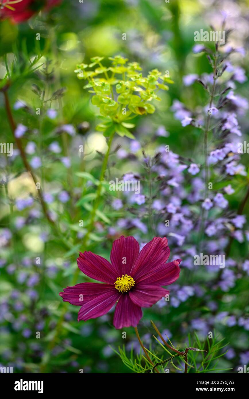 Cosmos bipinnatus Dazzler,cosmos,cosmétiques Dazzler,annuel semi-robuste,fleurs roses carmin,cosmos roses carmin,fleurs,annuals fleuris,RM Floral Banque D'Images