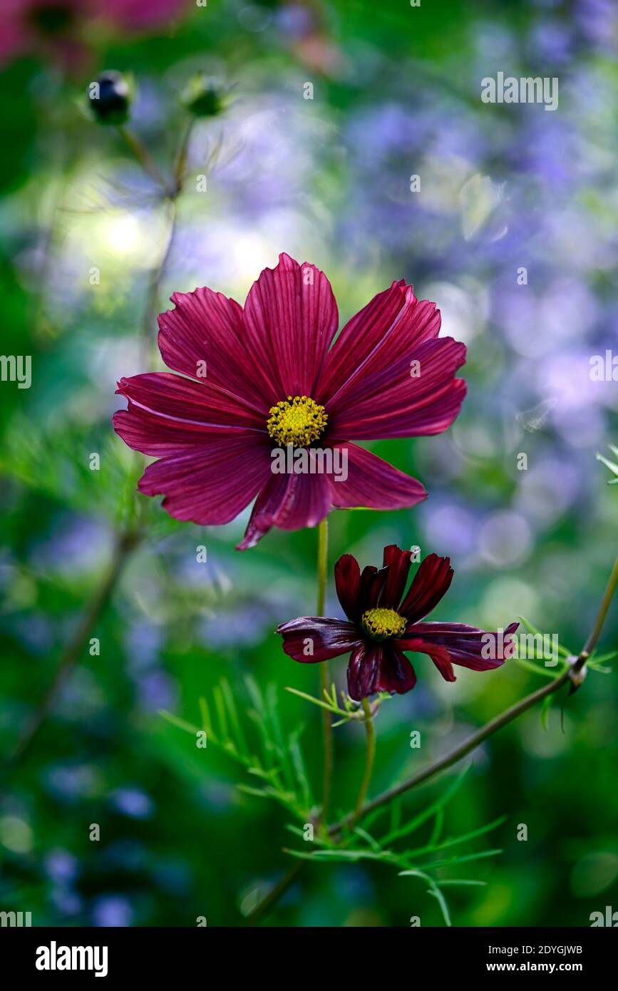 Cosmos bipinnatus Dazzler,cosmos,cosmétiques Dazzler,annuel semi-robuste,fleurs roses carmin,cosmos roses carmin,fleurs,annuals fleuris,RM Floral Banque D'Images