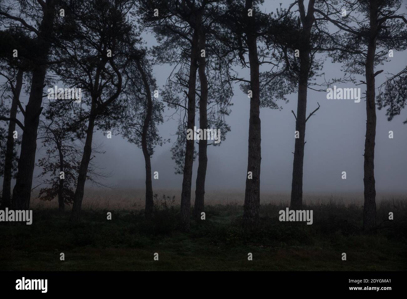 La brume hivernale se trouve à travers l'horizon bas dans le Suffolk, dans un matin froid de décembre, en Angleterre, au Royaume-Uni Banque D'Images