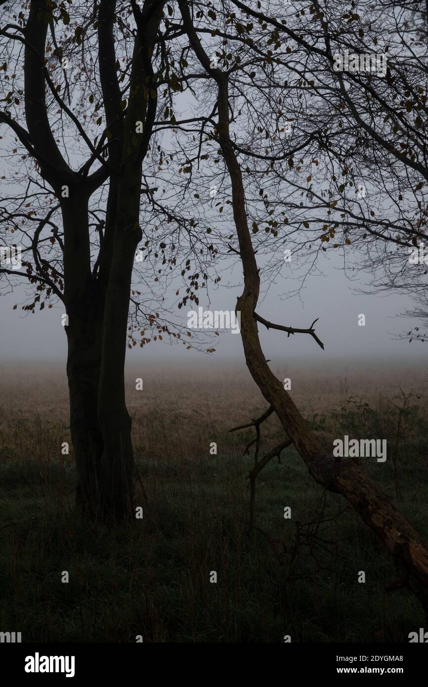 La brume hivernale se trouve à travers l'horizon bas dans le Suffolk, dans un matin froid de décembre, en Angleterre, au Royaume-Uni Banque D'Images