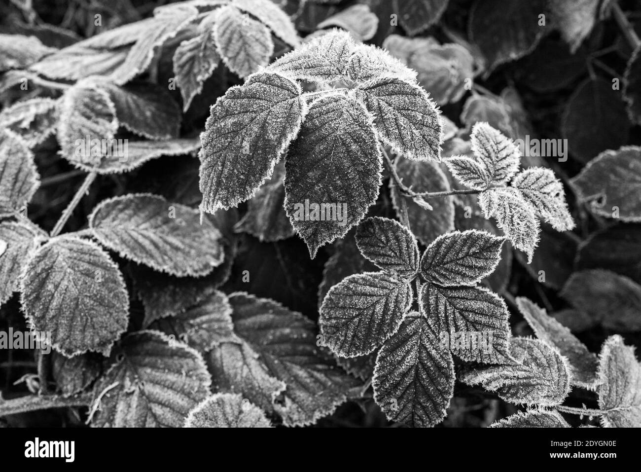 les feuilles vertes sont recouvertes de cristaux de glace en raison du gel Banque D'Images