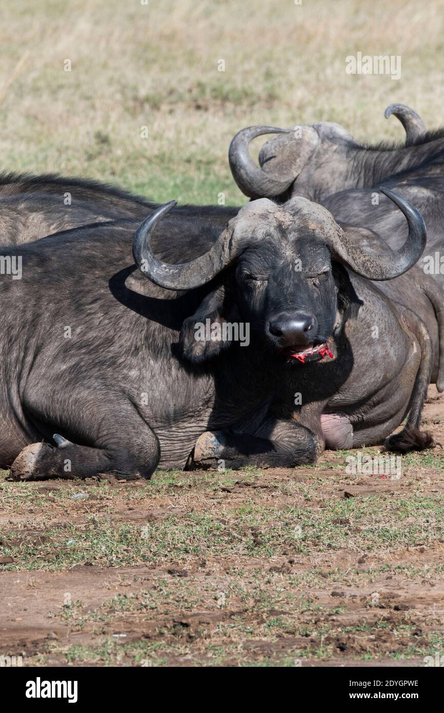 Afrique, Kenya, OL Pejeta Conservancy. Buffle africain alias buffle du Cap (SAUVAGE : Syncerus caffer) montrant des signes de maladie du sabot et de la bouche, saignement de la bouche Banque D'Images