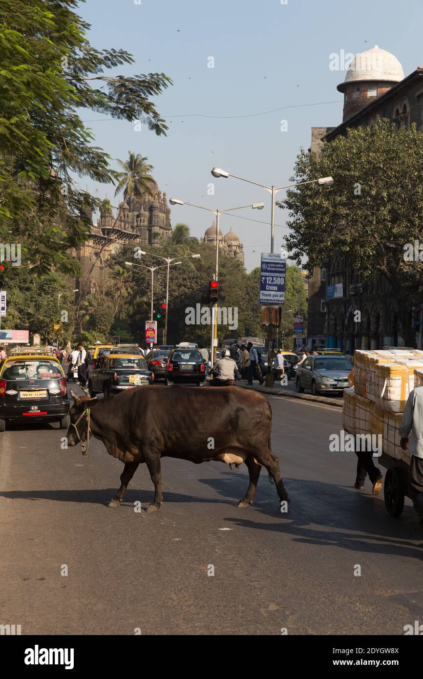 Mumbai Inde vaches en train d'être conduit à travers les rues remplies de trafic dans la région de fort Banque D'Images
