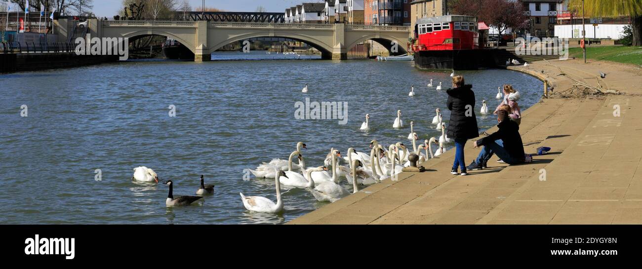 Cygnes aux jardins River Nene Embankment, Peterborough City, Cambridgeshire, Angleterre, Royaume-Uni Banque D'Images