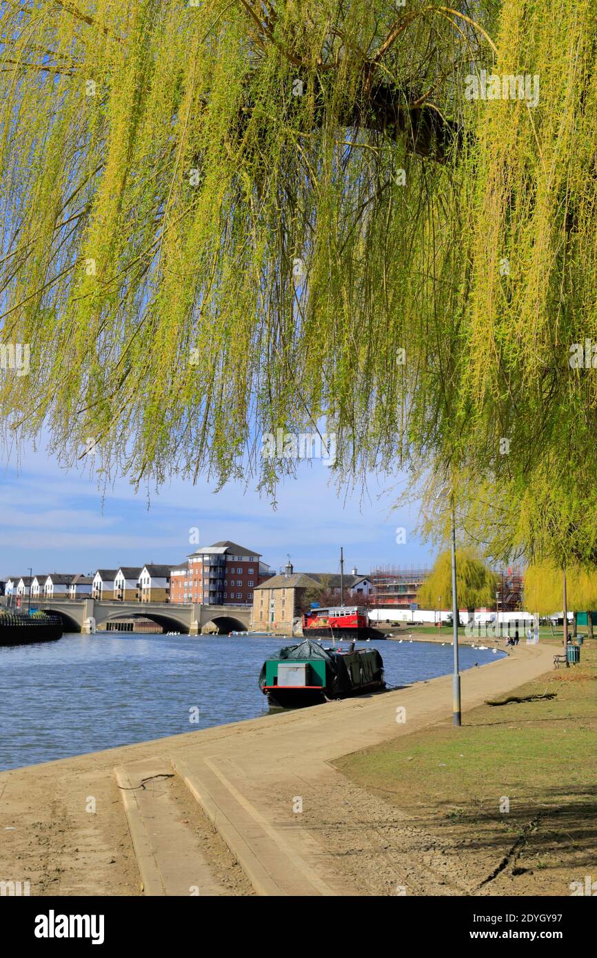 Cygnes aux jardins River Nene Embankment, Peterborough City, Cambridgeshire, Angleterre, Royaume-Uni Banque D'Images