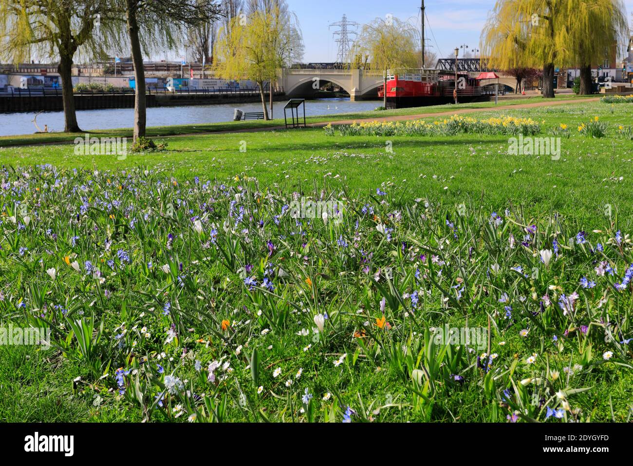 Fleurs printanières, River Nene Embankment Gardens, Peterborough City, Cambridgeshire, Angleterre, Royaume-Uni Banque D'Images