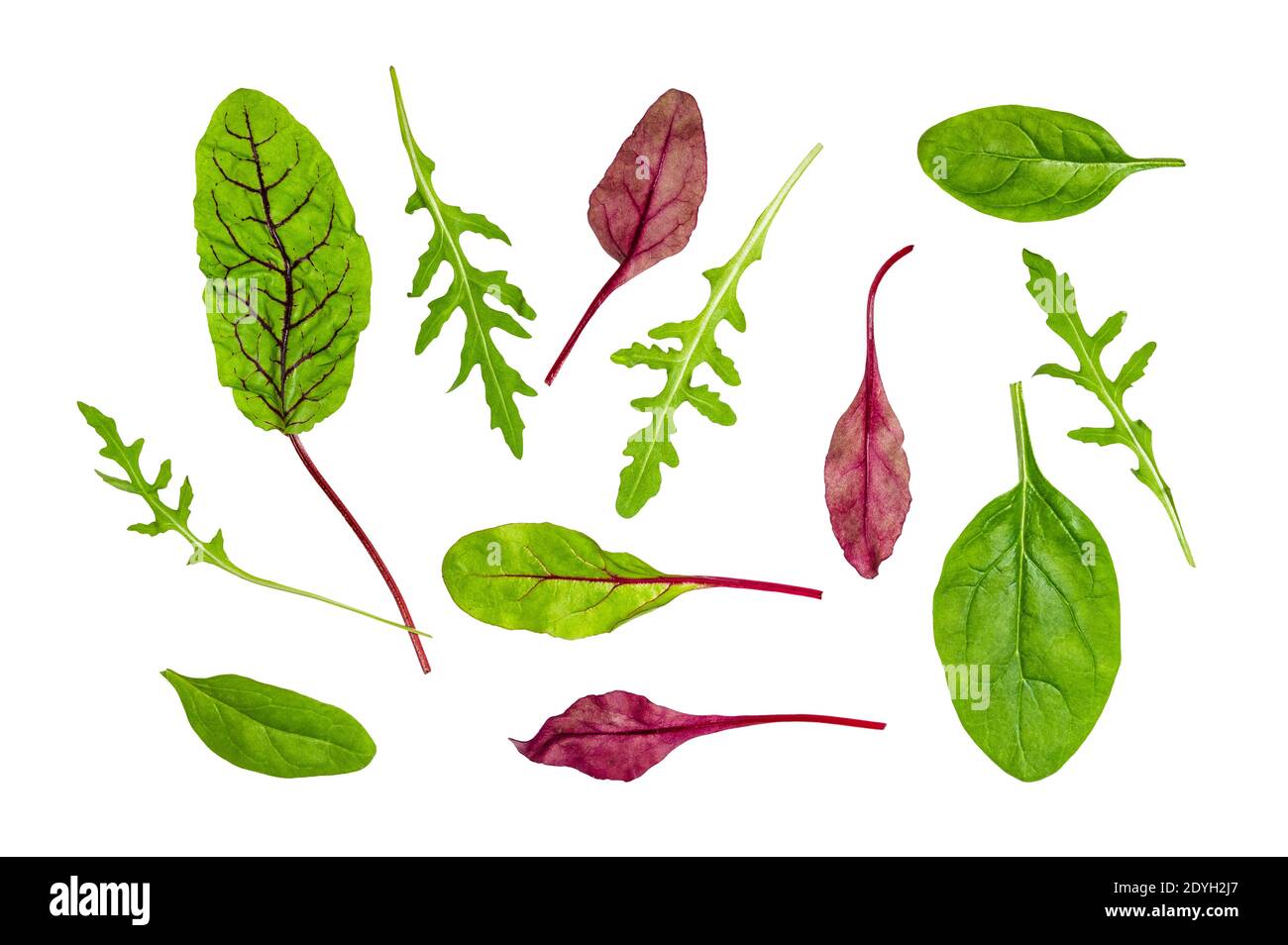 diverses feuilles de légumes feuillus coupées sur fond blanc Banque D'Images