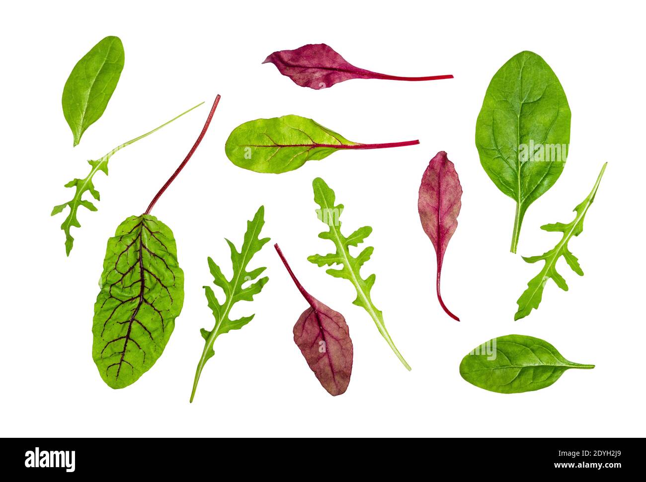des feuilles de légumes feuillus coupées sur fond blanc Banque D'Images