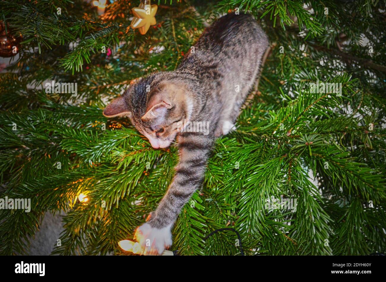 Nosy petit chat dans un Christmastree jouant avec la décoration de Noël. Banque D'Images