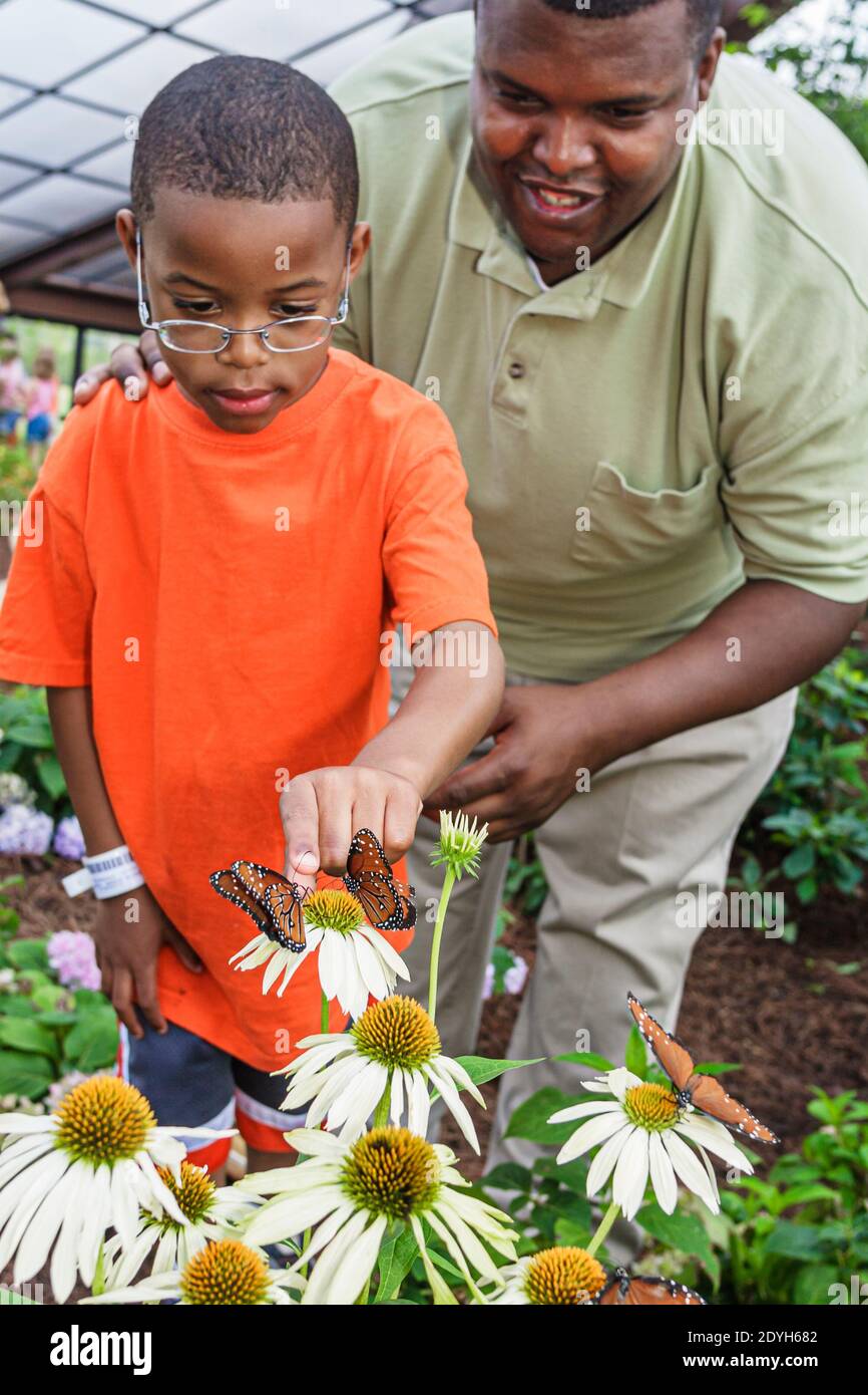 Huntsville Alabama, jardin botanique Butterfly House, enfant fils Noir garçon père recherche fleurs, Banque D'Images