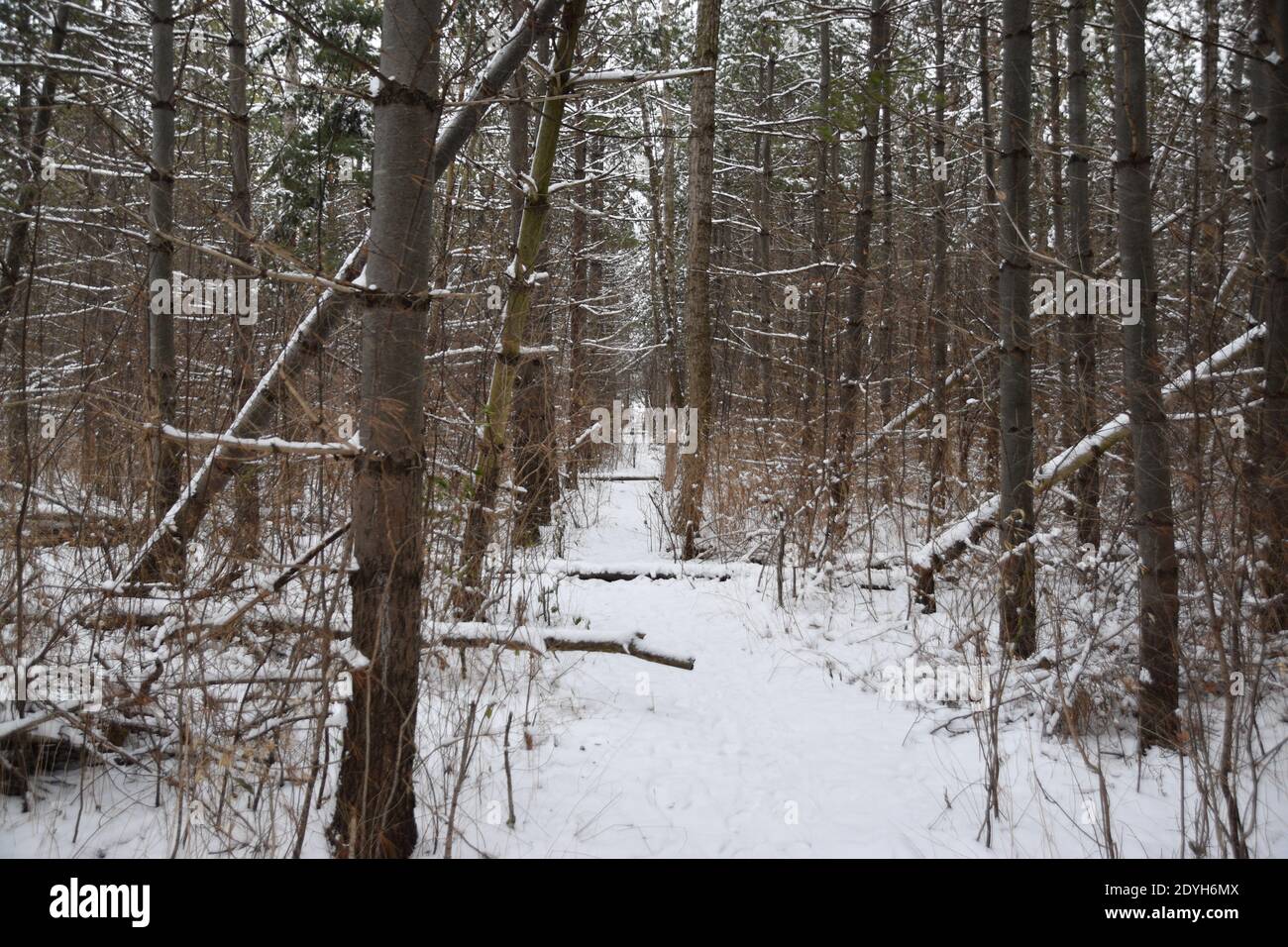 Walking in a Winter Wonderland Banque D'Images