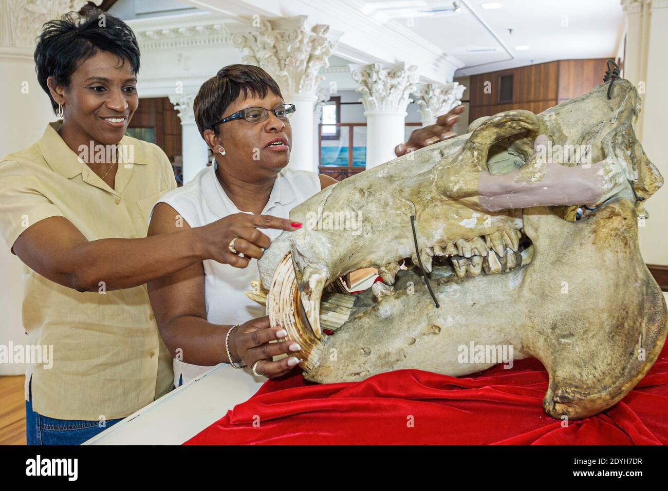 Tuscaloosa Alabama, Musée d'histoire naturelle de l'Université d'Alabama, crâne fossile femmes noires à la recherche, Banque D'Images