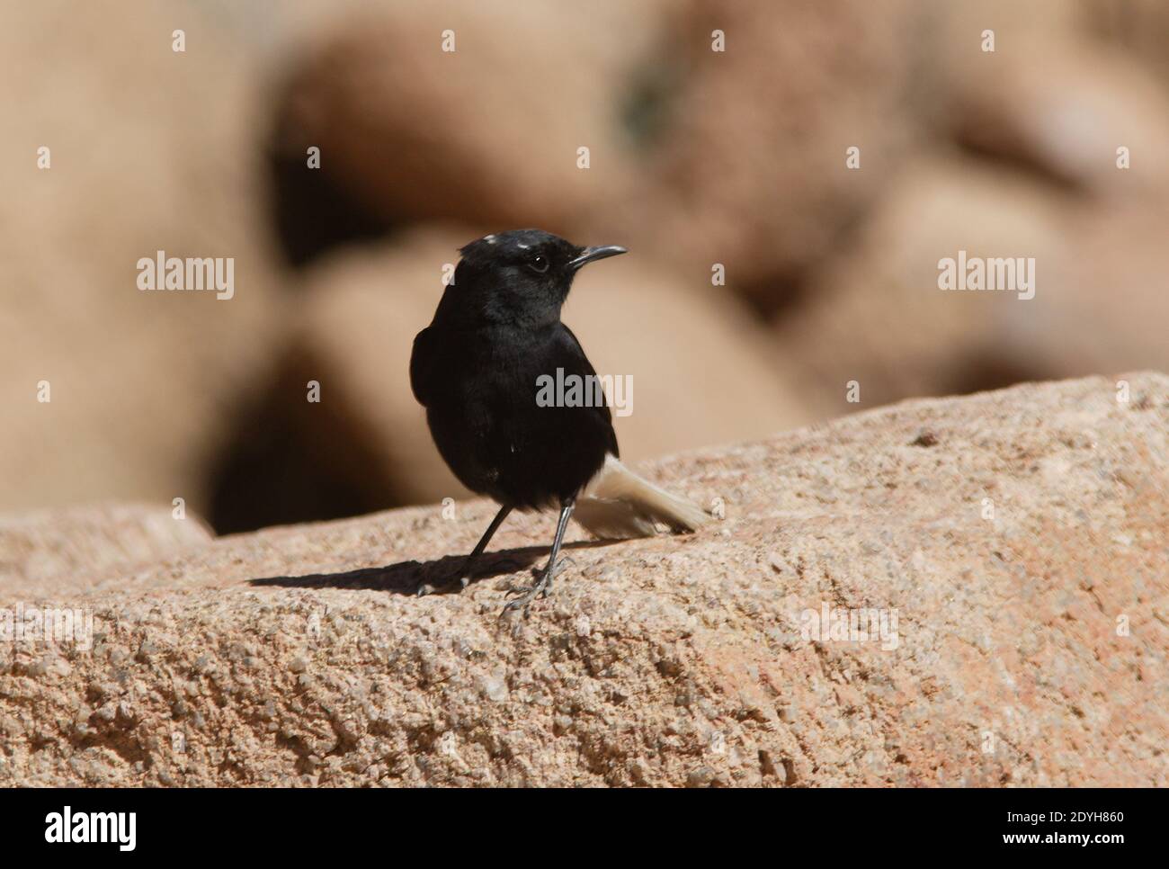 Wheatear à couronne blanche (Oenanthe leucopyga Ernesti) immature debout sur le rocher Sinaï, Égypte Février Banque D'Images