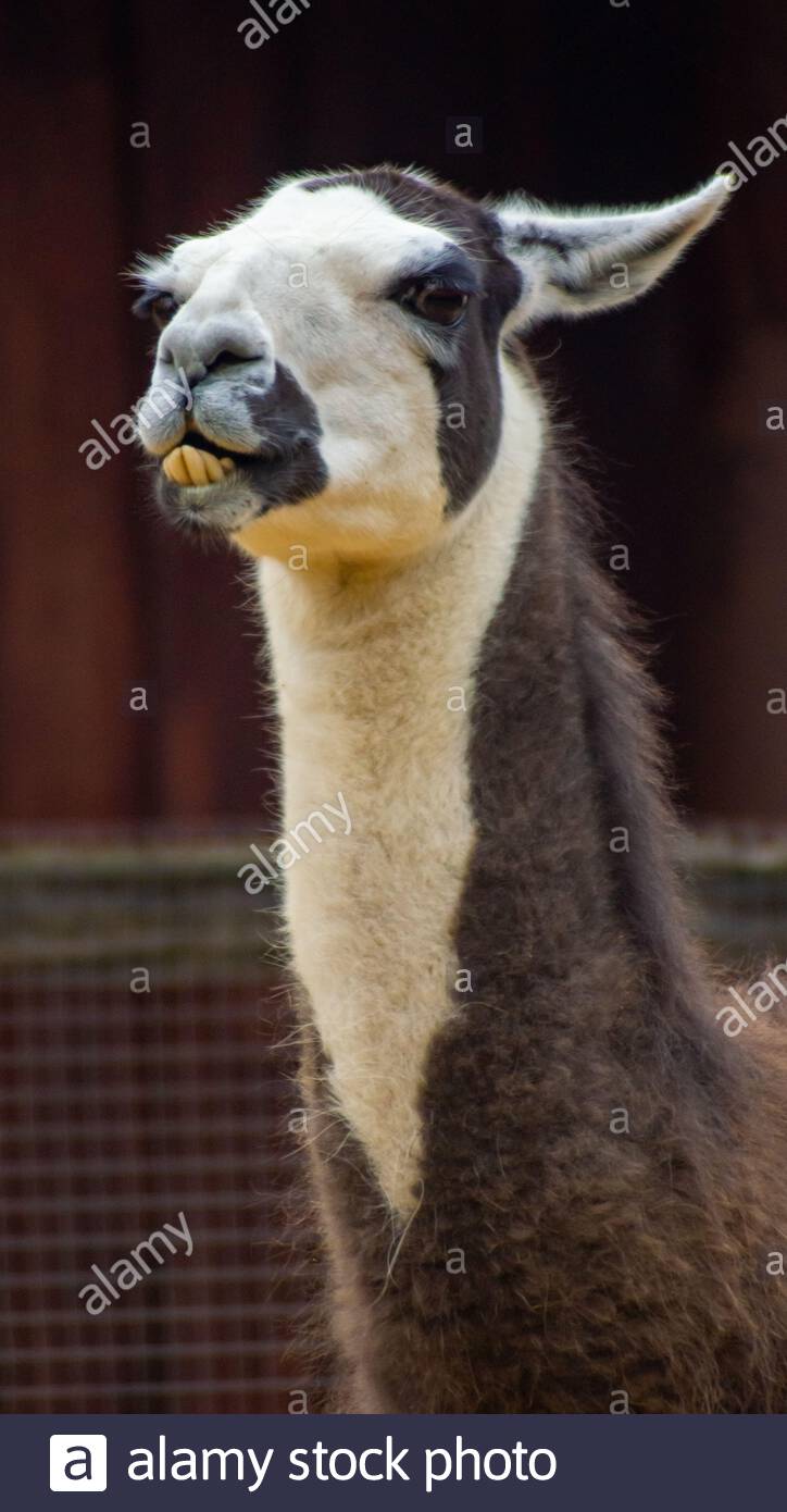 Portrait Of Beautiful Llamas Banque D Image Et Photos Alamy