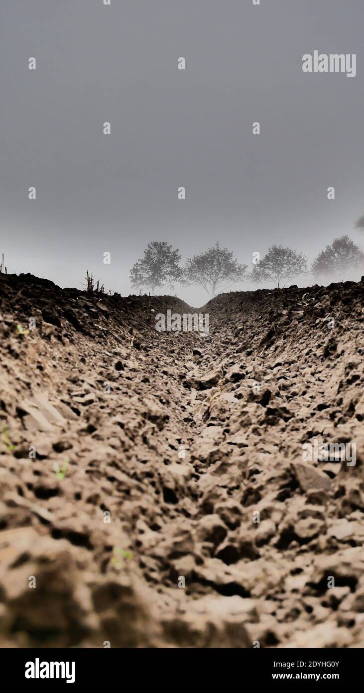 Vue de WORM le long d'un sillon aux arbres dans lourd brouillard gris Banque D'Images