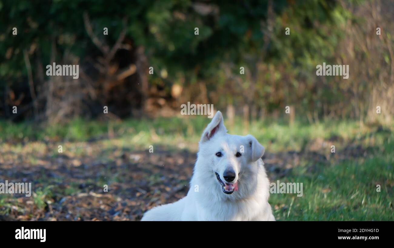 Berger allemand blanc (berger blanc suisse) une oreille amusante et aimantée Banque D'Images