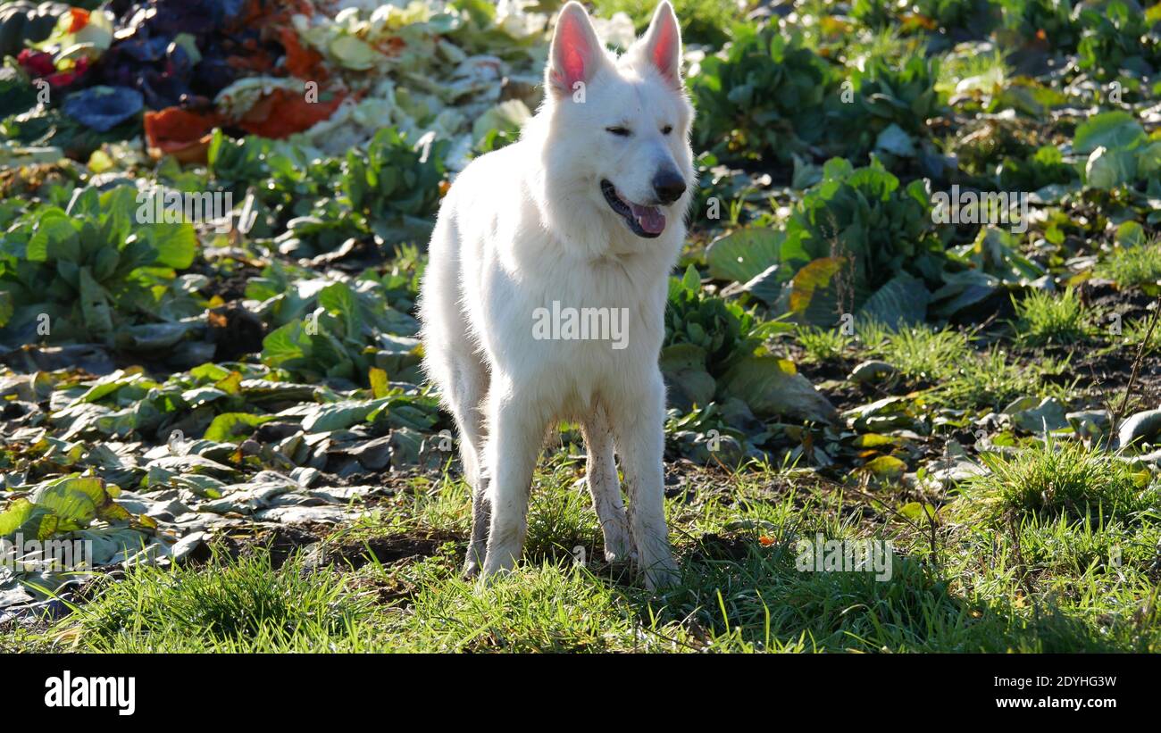 Chien berger blanc (berger blanc suisse) debout sur un champ de légumes au soleil Banque D'Images