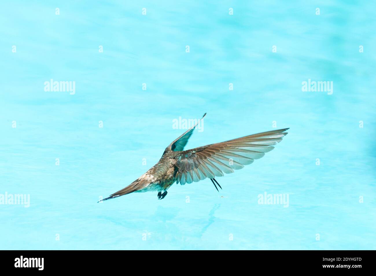 Santiago, Santiago, Chili. 26 décembre 2020. Le COLIBRI GÉANT (Patagona gigas). Il est le plus grand de tous les colibris du Chili, atteignant une longueur d'environ 23 centimètres. Ses parties supérieures sont brun grisâtre avec un vert métallisé et la queue est blanche. Ce colibri vit dans des environnements semi-arides, se nourrissant du nectar des fleurs qu'il peut trouver et aussi des petits insectes. Le colibris géant est migrateur et commun au printemps et en été de la région d'Antofagasta à Araucanà-a crédit: Francisco Arias/ZUMA Wire/Alamy Live News Banque D'Images