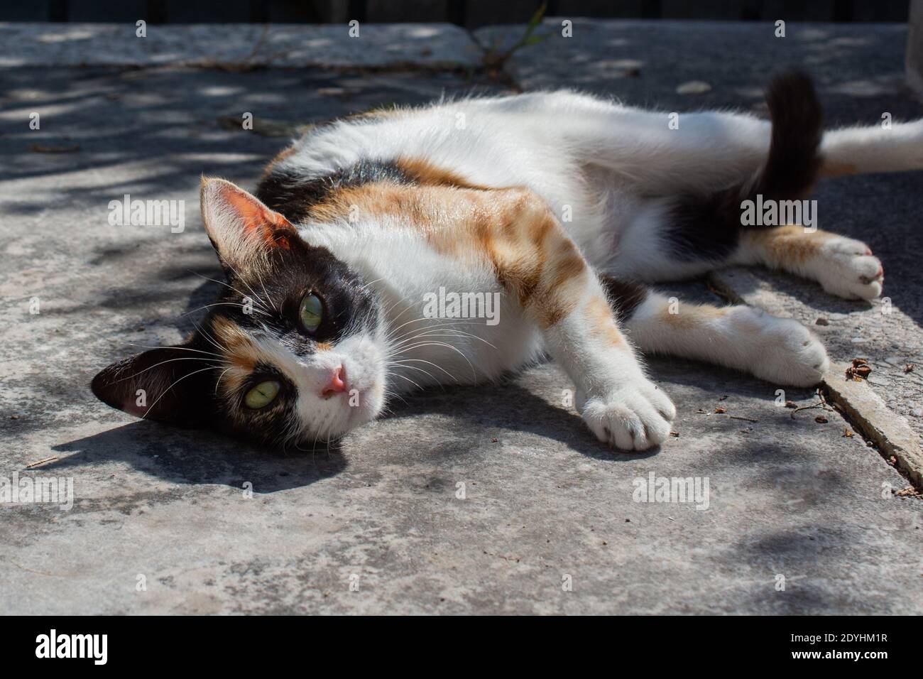 Un gros plan d'un joli chat blanc et noir couché sur le sol et regardant la caméra Banque D'Images