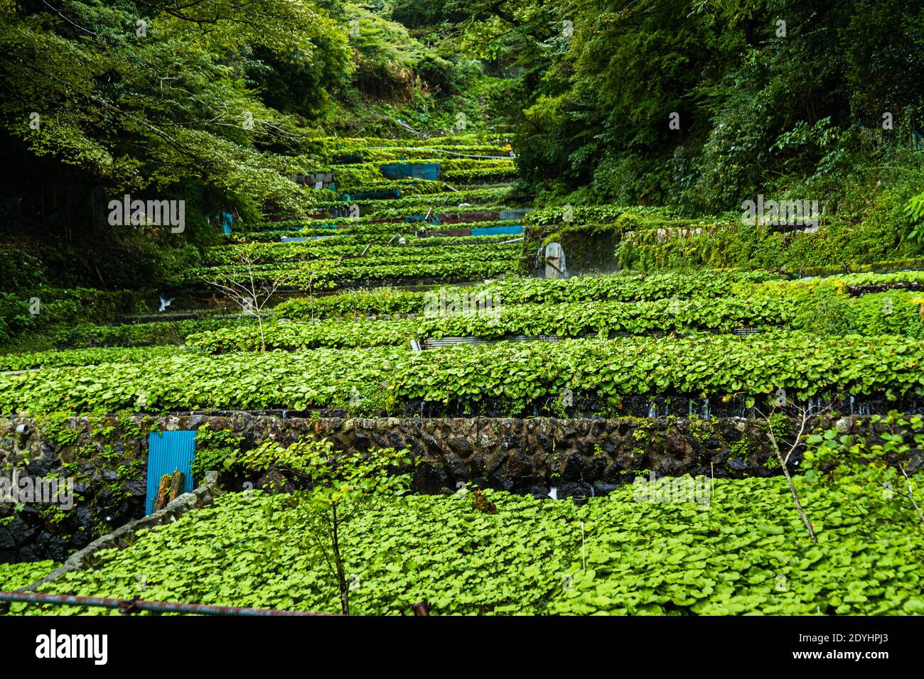 Les champs de Wasabi à Izu (Japon) sont étroits et s'étendent sur les douces collines suivant le cours de la rivière. Dans les emplacements, les champs sont ombrés avec des filets. Les plantes poussent très lentement et la culture du wasabi est très intensive en main-d'œuvre Banque D'Images