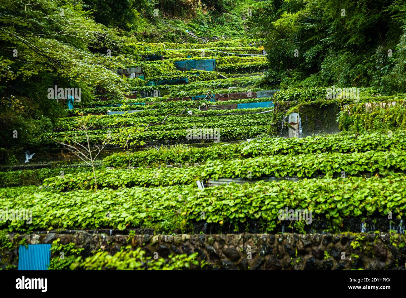 Les champs de Wasabi à Izu (Japon) sont étroits et s'étendent sur les douces collines suivant le cours de la rivière. Dans les emplacements, les champs sont ombrés avec des filets. Les plantes poussent très lentement et la culture du wasabi est très intensive en main-d'œuvre Banque D'Images