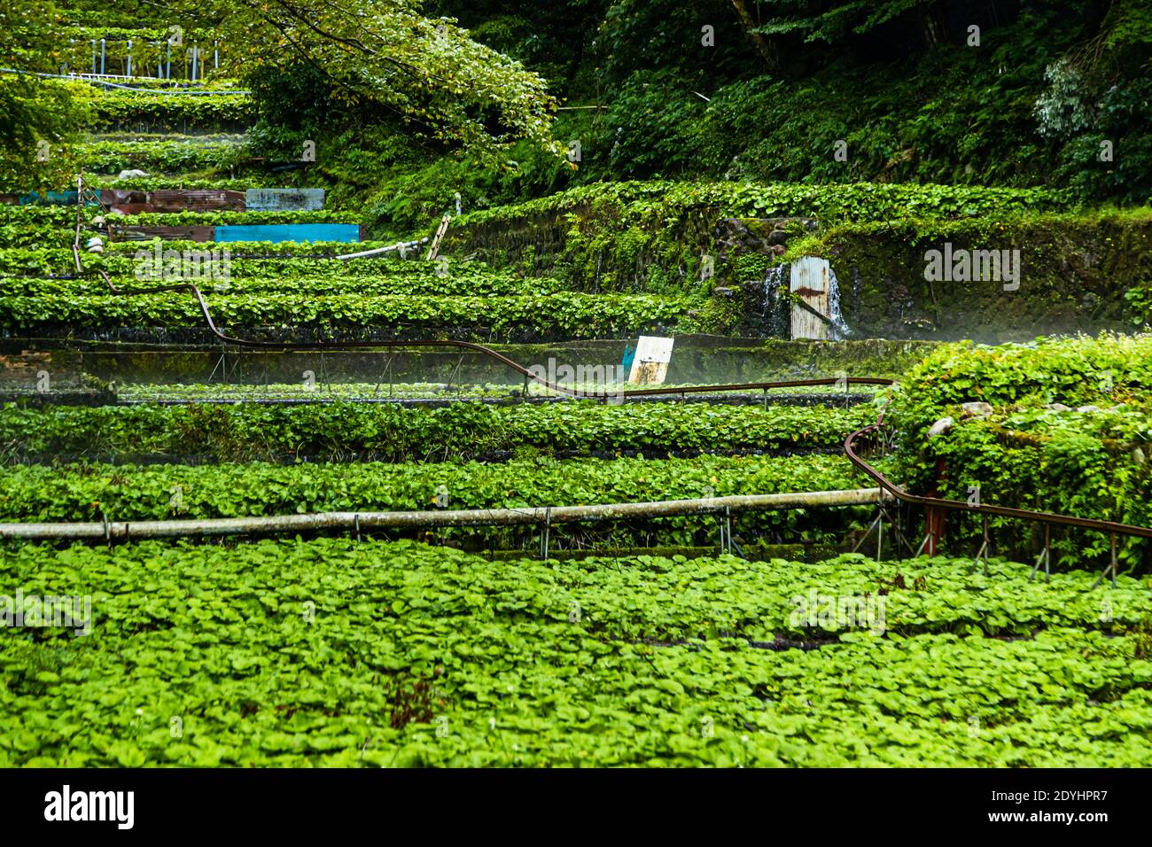 Les champs de Wasabi à Izu, au Japon. Si les plantes ne sont pas situées le long du cours naturel de la rivière, les tuyaux fournissent aux plantes de l'eau douce. Banque D'Images