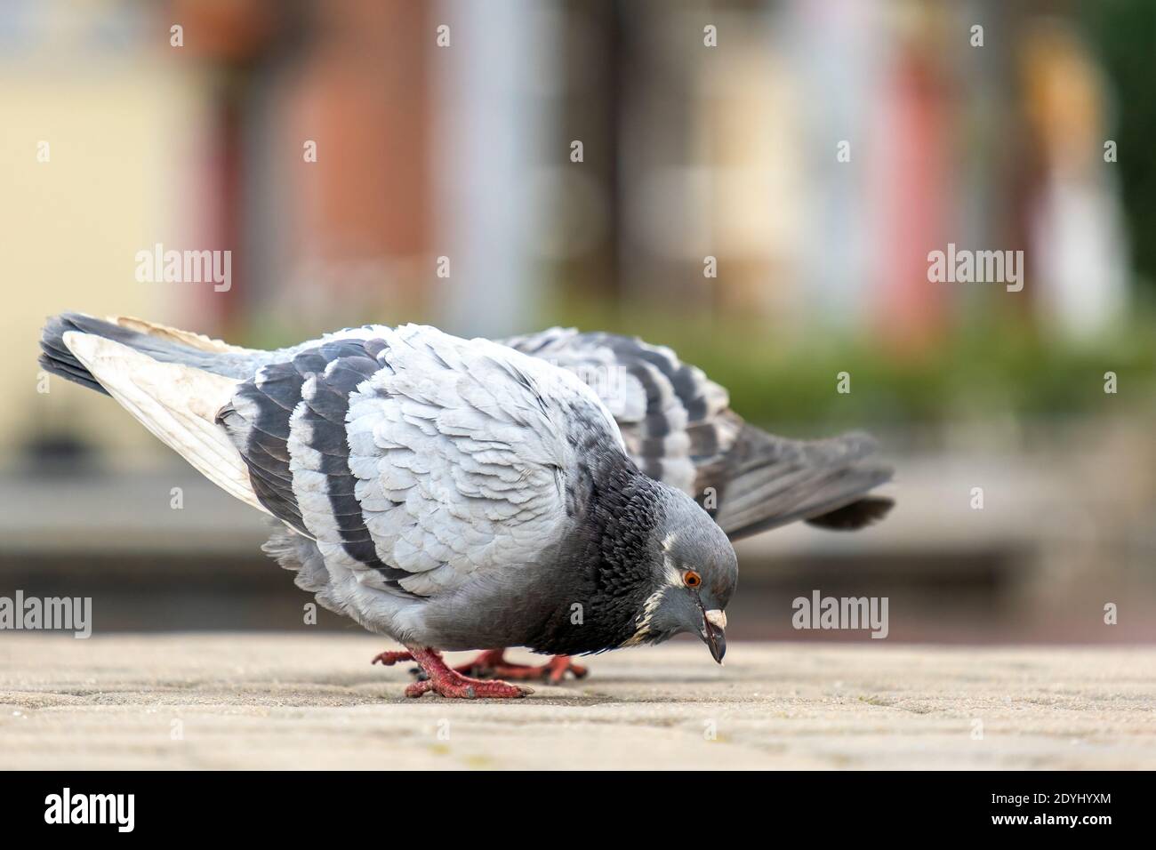Gros plan des pigeons gris qui marchent dans une rue de la ville à la recherche de nourriture. Banque D'Images