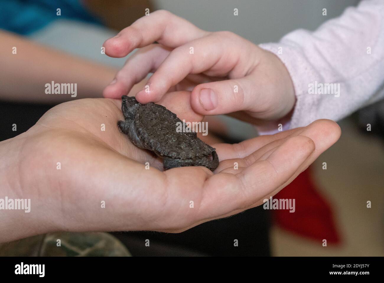 Enfants tenant une tortue de bébé de gros plan . Photo de haute qualité Banque D'Images