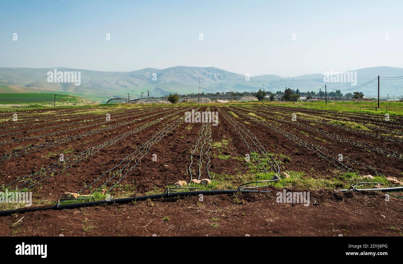 une coopérative agricole de moshav dans la vallée du jourdain dans le rive ouest avec des montagnes en arrière-plan et un nouveau champ irrigué par goutte-à-goutte planté Banque D'Images