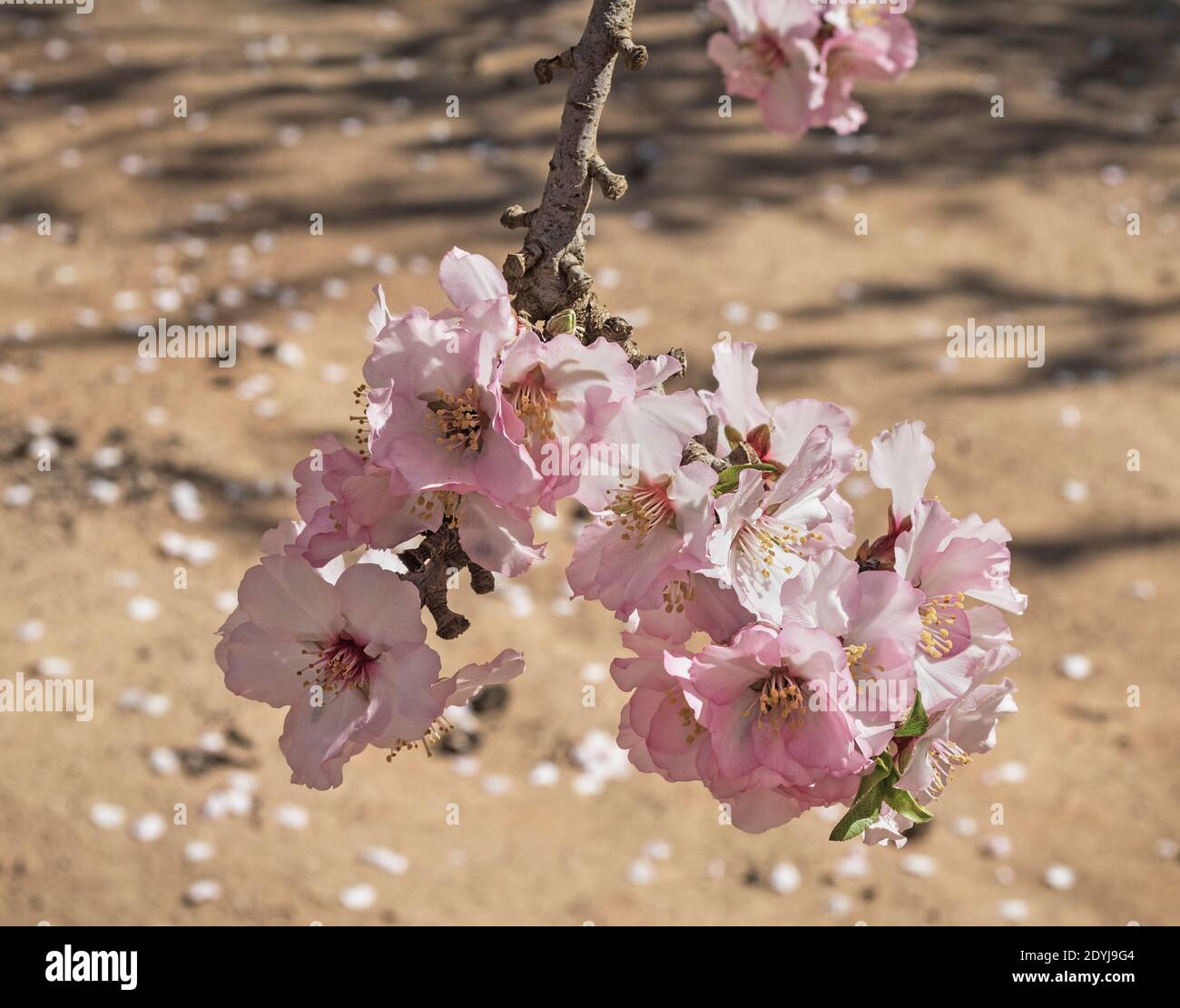 un groupe de fleurs d'amande blanc rose promet un abondant rognez avec des pétales tombés flous et des ombres des branches dans l'arrière-plan Banque D'Images